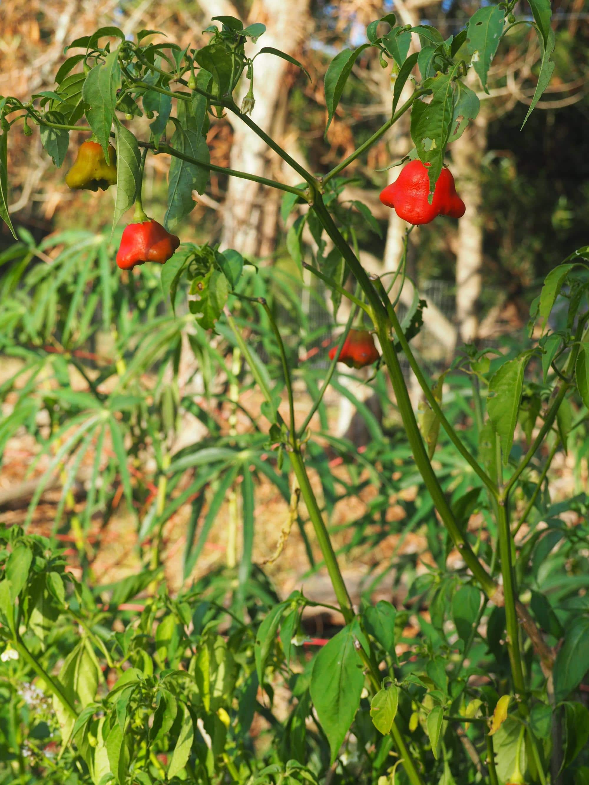 Piments