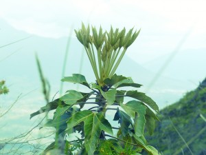 P1020656