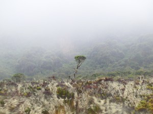 P1030009