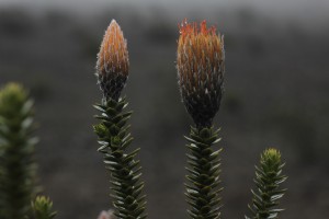 _MG_6918
