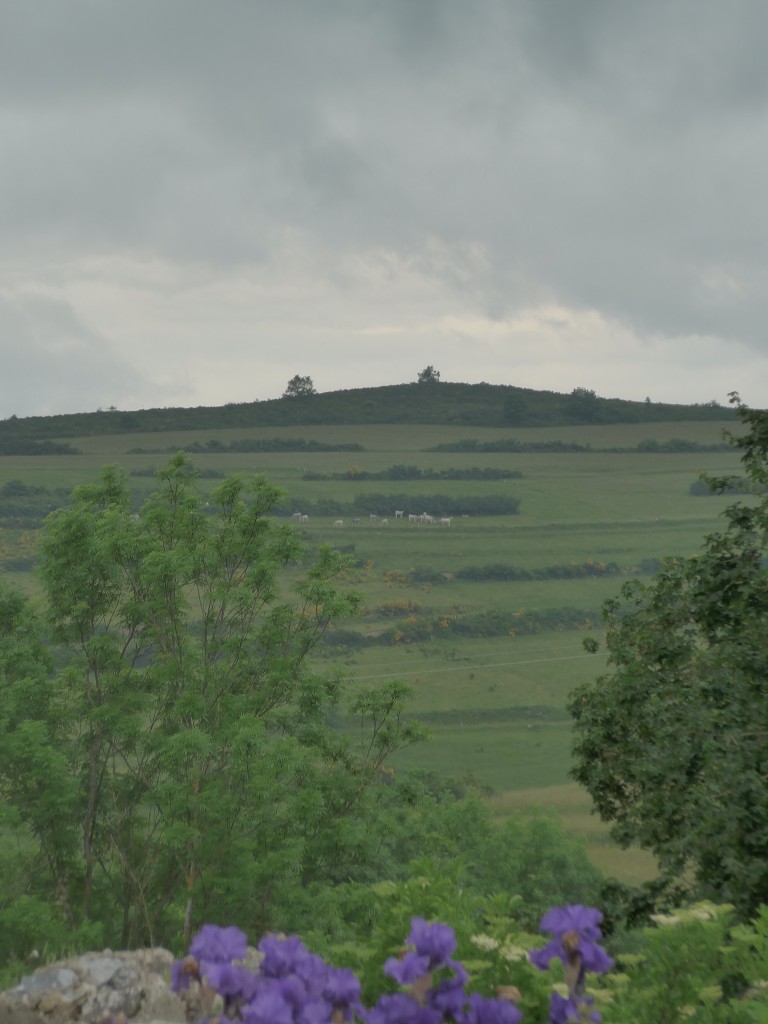 P1030006
