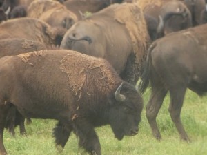 Bisons
