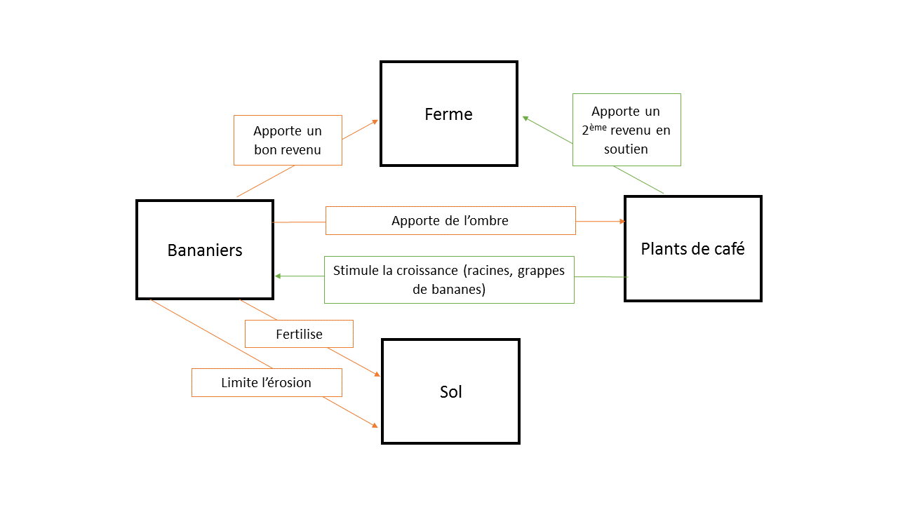 Schéma bananiers-café