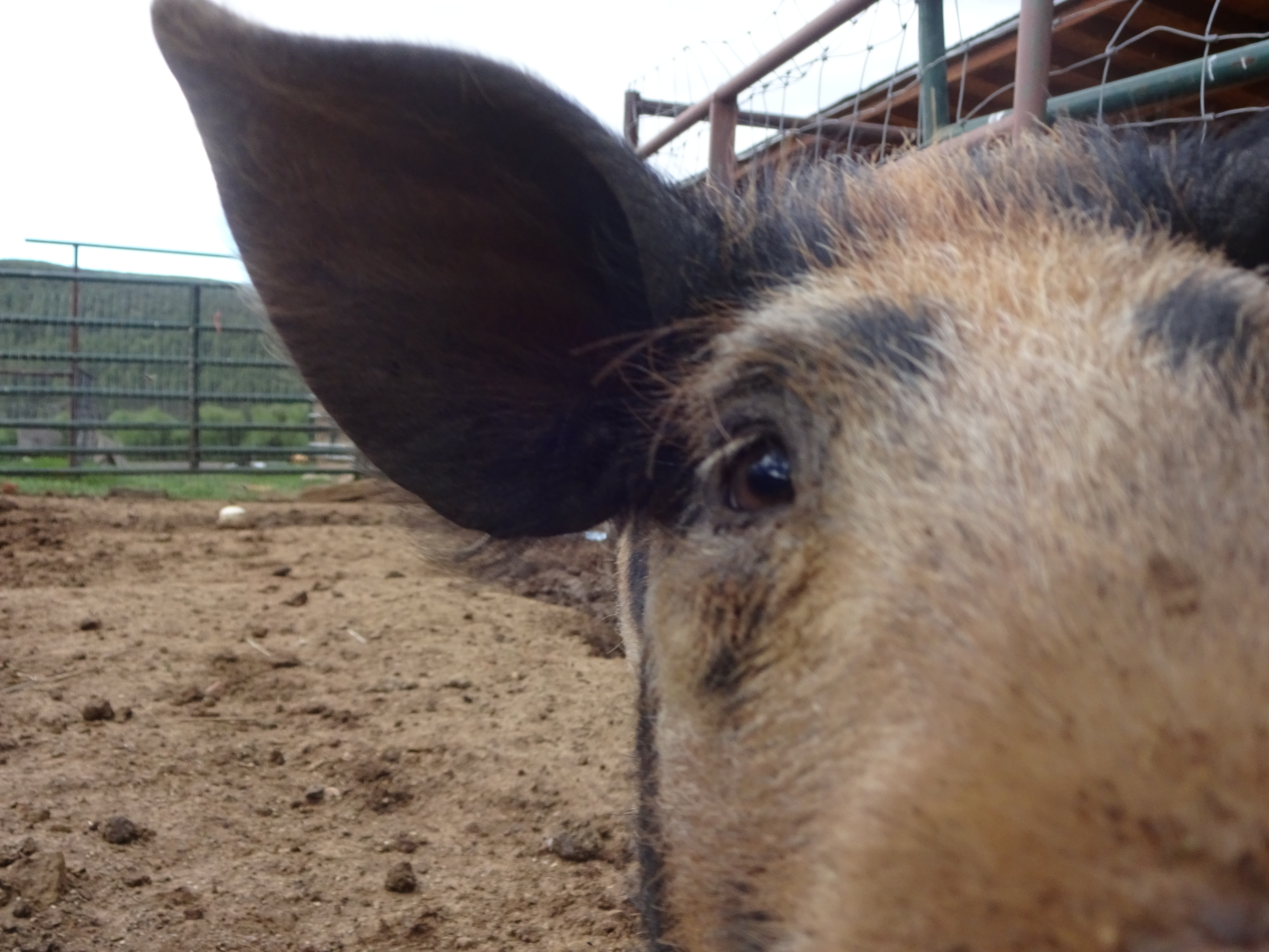 Baby pig